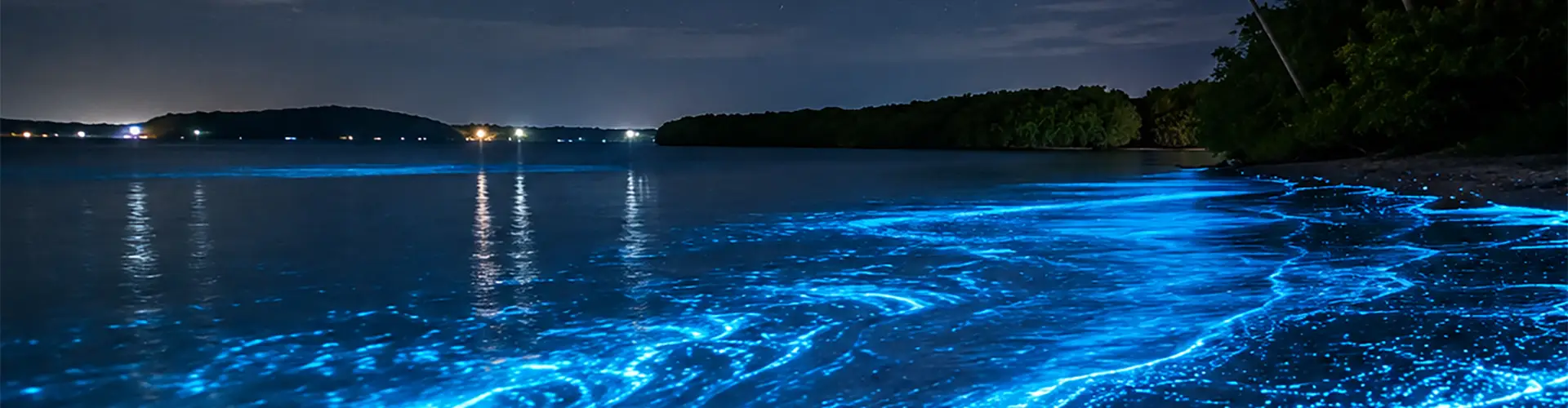 Bioluminescent Bay