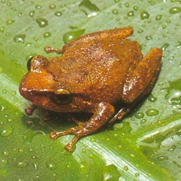 Image of a coqui